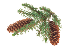 tree spruce